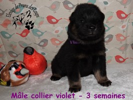 chiot eurasier